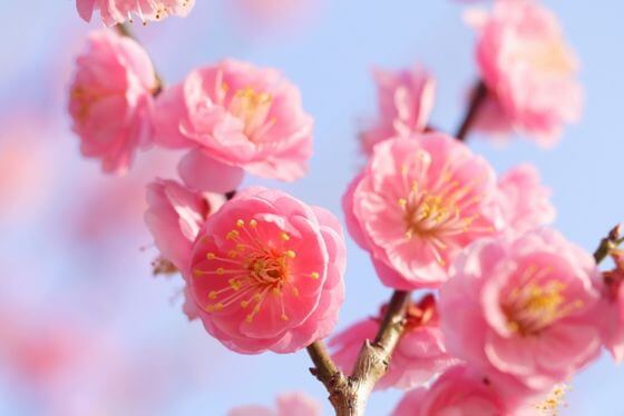 梅の花コンペ 知覧カントリークラブ 鹿児島県知覧にあるゴルフ場